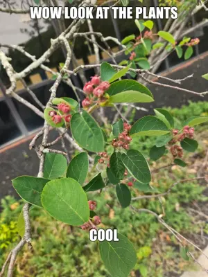 WOW LOOK AT THE PLANTS

 - COOL meme