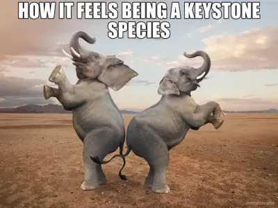 HOW IT FEELS BEING A KEYSTONE SPECIES meme