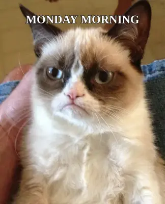 MONDAY MORNING