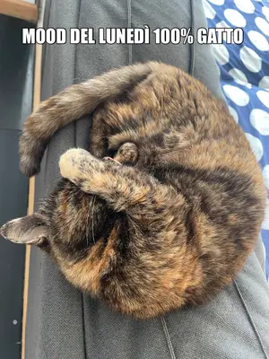 MOOD DEL LUNEDÌ 100% GATTO meme