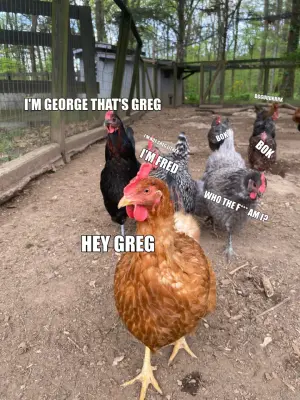 HEY GREG — I'M GEORGE THAT'S GREG — I'M NOT GREG EITHER — I'M FRED — BOK — WHO THE F*** AM I? — BOK meme