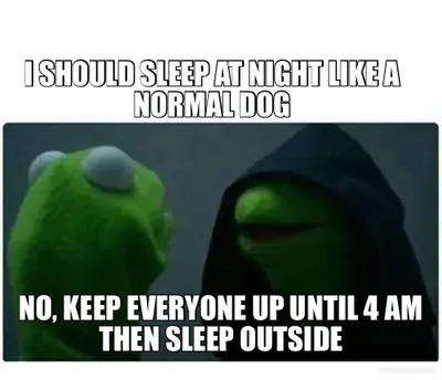 I SHOULD SLEEP AT NIGHT LIKE A NORMAL DOG - NO, KEEP EVERYONE UP UNTIL 4 AM THEN SLEEP OUTSIDE meme