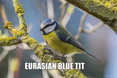 EURASIAN BLUE TIT meme