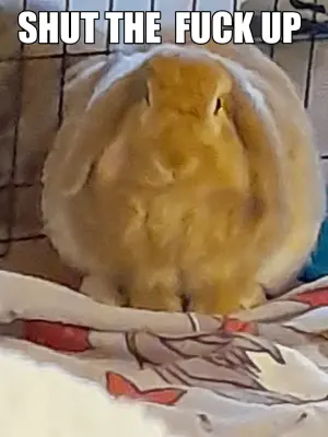 Shut up meme