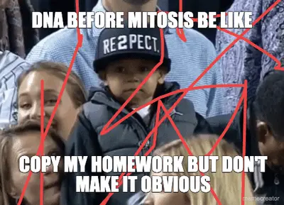 DNA BEFORE MITOSIS BE LIKE - COPY MY HOMEWORK BUT DON'T MAKE IT OBVIOUS meme