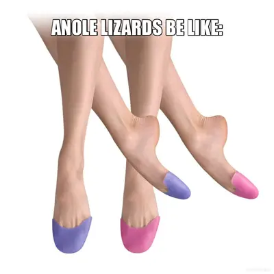 ANOLE LIZARDS BE LIKE: meme