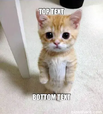 Cute Sad Cat meme meme