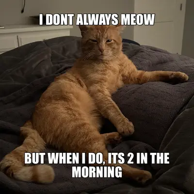 I DONT ALWAYS MEOW - BUT WHEN I DO, ITS 2 IN THE MORNING meme