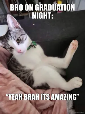 jerboa kitty meme