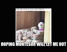 HOPING MONTESOR WILL LET ME OUT meme
