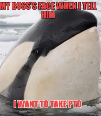 Angry Orca