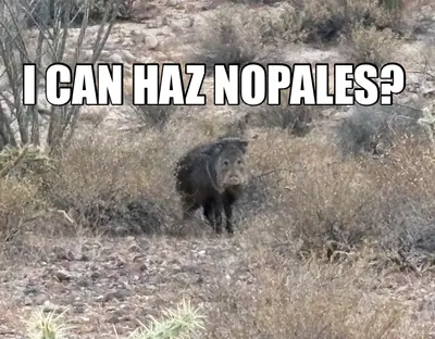 I CAN HAZ NOPALES? meme