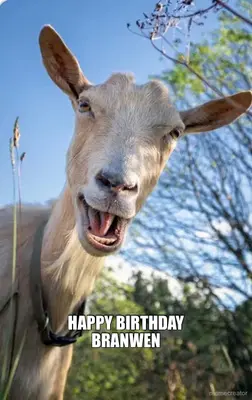 HAPPY BIRTHDAY
BRANWEN meme
