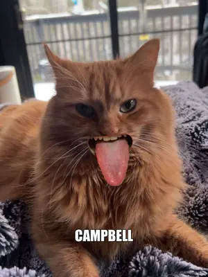 - CAMPBELL meme