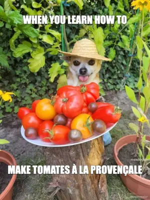 WHEN YOU LEARN HOW TO - MAKE TOMATES À LA PROVENÇALE meme