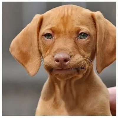 annoyeddog.jpg meme template