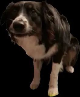 WHEN I FIND OUT RYAN DOES HAS A TAIL - AND ITS HUGE AND ITS PUT ON BACKWARDS meme template