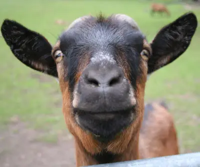 Goat meme template