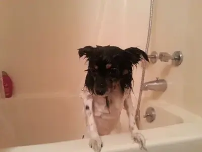 Wet Regret Dog meme template