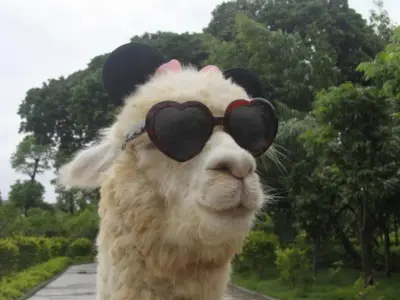 DRAMA LLAMA meme template