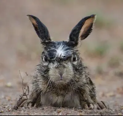 Bad Hare Day meme template