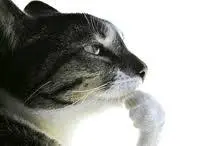 Cat Thinking meme template