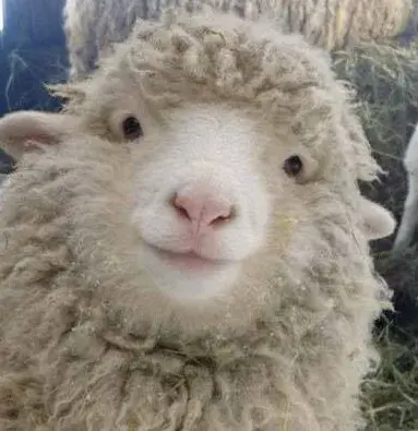 Awkward Sheep meme template