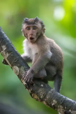 Surprised Monkey meme template