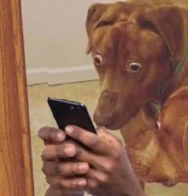 Dog Looking At Phone meme template