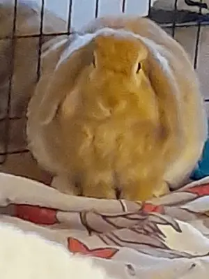 Shut up meme template