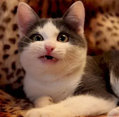 Confused Cat meme template