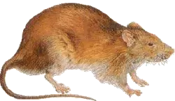 rat meme template