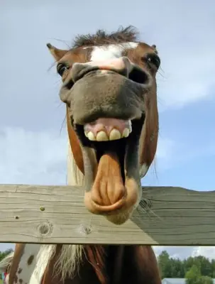 Horse meme template