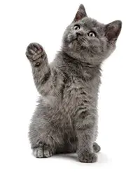 Cat-Raising-Paw-2.jpg meme template