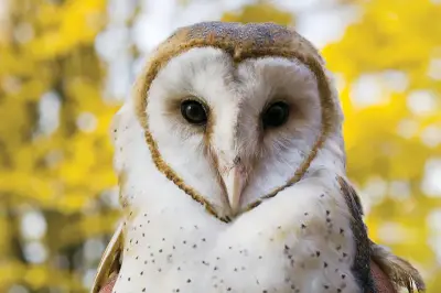Owl meme template