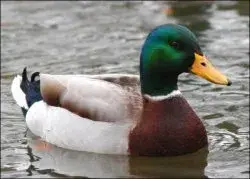 Actual Advice Mallard meme template