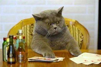 Poker Cat meme template