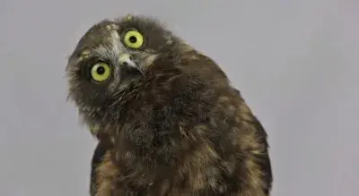 Droopy the Owl meme template