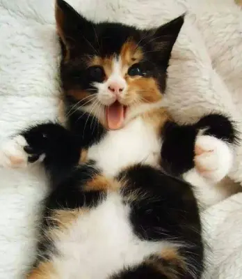 Gene Kitty meme template