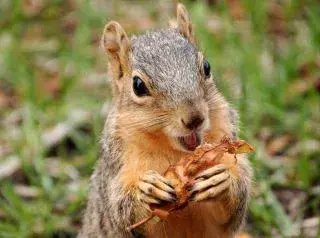 Crazy Squirrels meme template