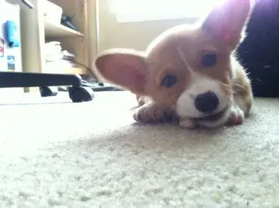 Complimenting Corgi meme template