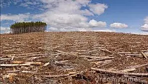 WOT IN DEFORESTATION meme template