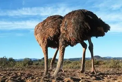 Dude ostrich meme template