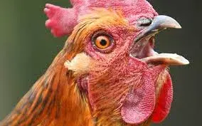 You Sure Chicken meme template