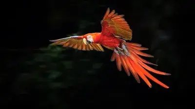 Hope you are soaring high this Monday meme template