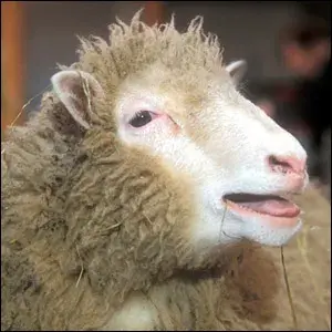 Bad Sheep meme template