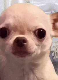 UNIVERSITY TEACHERS AFTER DUMPING HUNDREDS OF PROJECTS ON YOU RIGHT BEFORE GRADUATION meme template