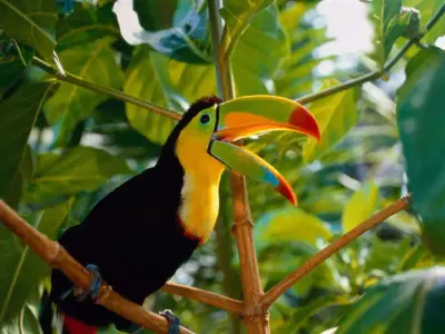 Compliment Toucan meme template