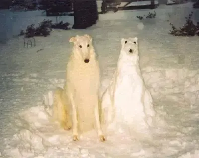 perrito meme template