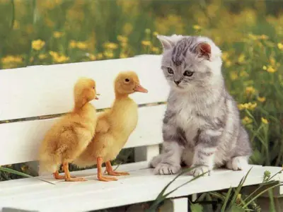 Duck meme template